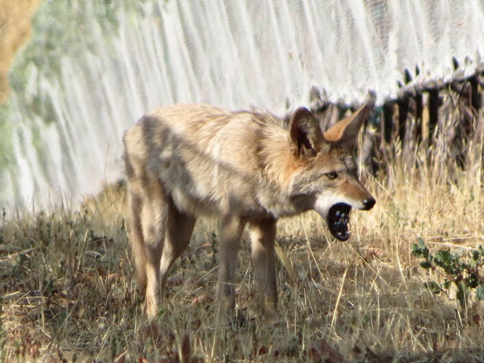 Photo of a coyote in the vineyard with a cluster of grapes in its mouth.
