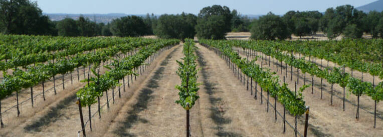Photo of grapevine rows.