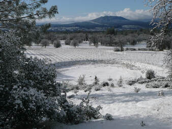 Photo of the snow-covered vineyard taken from the hillside above.