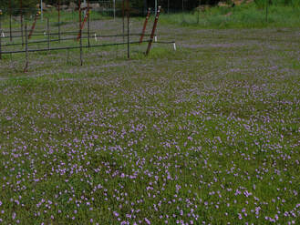 Photo of the vineyard floor in spring with the filaree in bloom.