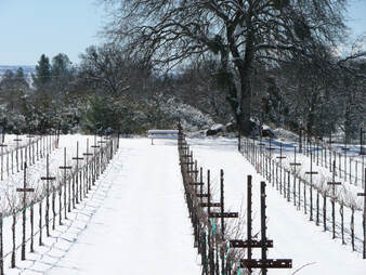 Photo of the vine rows in winter with the ground covered in snow.