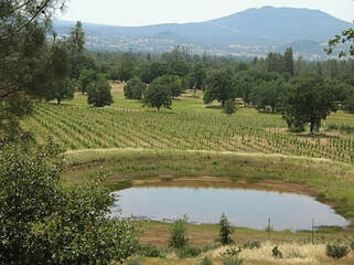 Photo of the young vineyard in spring taken from the hillside above it.