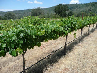 Photo of the grapevines in summer.
