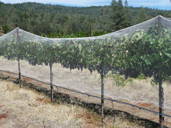 Photo of the grapevines with bird netting installed.