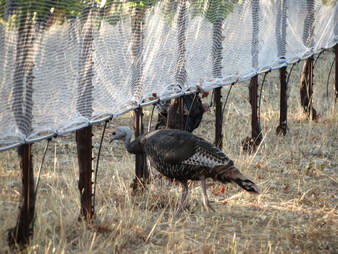 Photo of turkeys near a vine row.
